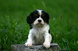 CAVALIER KING CHARLES 800